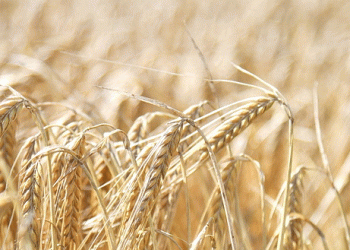 Record Harvest in Brest: How One Region Achieved Unprecedented Grain Yields