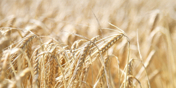 Record Harvest in Brest: How One Region Achieved Unprecedented Grain Yields