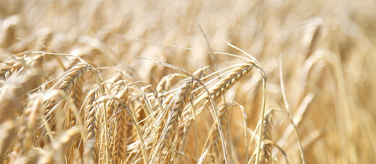 Record Harvest in Brest: How One Region Achieved Unprecedented Grain Yields