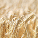 Record Harvest in Brest: How One Region Achieved Unprecedented Grain Yields