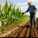 Favorable Forecast: Rising Temperatures to Boost Corn Maturity and Sugar Beet Quality