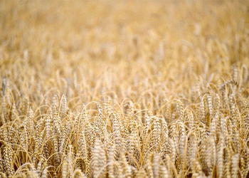 Oryol’s Gold Standard: Why 93.6% Food-Grade Wheat Sets a National Benchmark