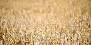 Oryol’s Gold Standard: Why 93.6% Food-Grade Wheat Sets a National Benchmark