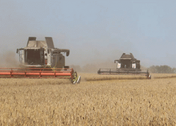 Beyond 67.8 c/ha: Decoding the High-Yield Strategy of a Top-Performing Farm