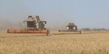 Beyond 67.8 c/ha: Decoding the High-Yield Strategy of a Top-Performing Farm