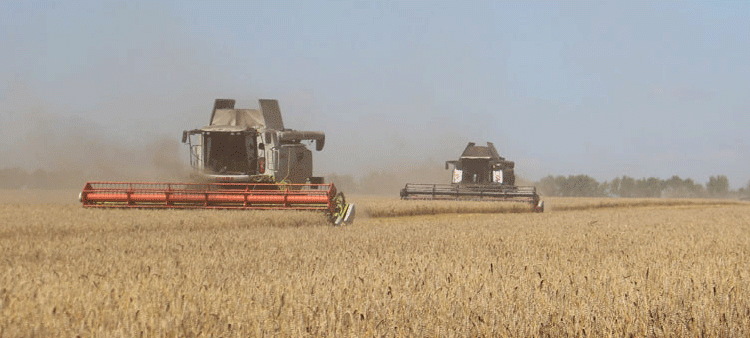 Beyond 67.8 c/ha: Decoding the High-Yield Strategy of a Top-Performing Farm