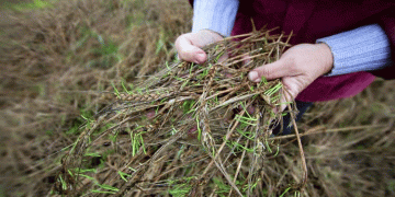 Weathering the Storm: How Tatarstan’s Record Rains Are Reshaping Harvest Realities