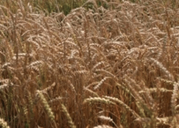 Digital Transformation in Grain Management: How Russia’s New Inspection System is Revolutionizing Quality Control