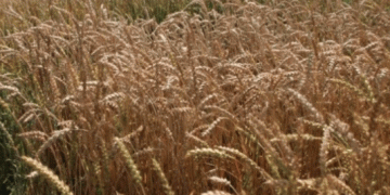 Digital Transformation in Grain Management: How Russia’s New Inspection System is Revolutionizing Quality Control