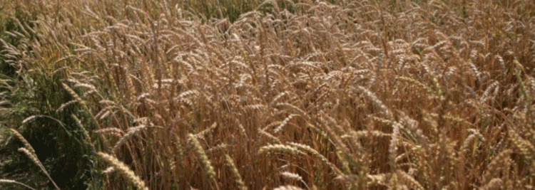 Digital Transformation in Grain Management: How Russia’s New Inspection System is Revolutionizing Quality Control