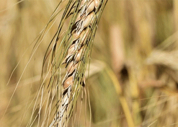 Squeezed from the Field: Why Record Harvests Aren’t Translating to Farmer Profits