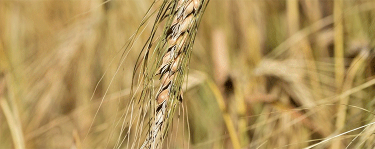 Squeezed from the Field: Why Record Harvests Aren’t Translating to Farmer Profits