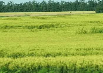 Wheat Crisis in Russia’s Breadbasket: Don Region Reports Worst Yields in a Decade