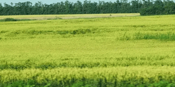 Wheat Crisis in Russia’s Breadbasket: Don Region Reports Worst Yields in a Decade