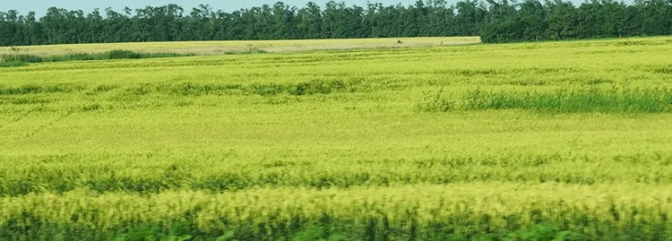 Wheat Crisis in Russia’s Breadbasket: Don Region Reports Worst Yields in a Decade