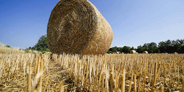 From Farm to Fabric: Transforming Wheat and Oat Waste into Sustainable Textiles