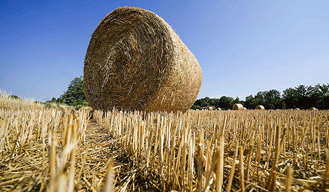 From Farm to Fabric: Transforming Wheat and Oat Waste into Sustainable Textiles