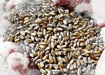 Record Yields, Soaking Rains: The High-Stakes Drying Challenge for Orlovsky Farmers