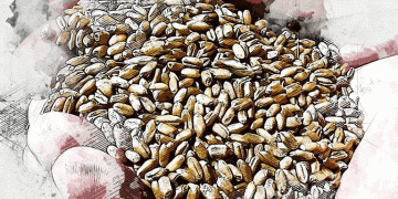 Record Yields, Soaking Rains: The High-Stakes Drying Challenge for Orlovsky Farmers