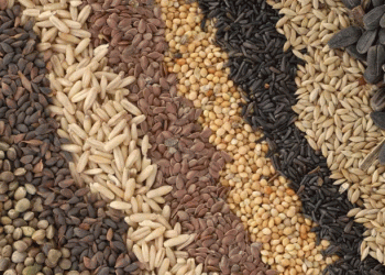 Record Harvests and Strategic Planting: How Tatarstan is Achieving Agricultural Excellence