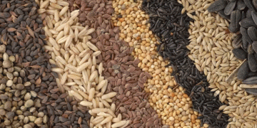 Record Harvests and Strategic Planting: How Tatarstan is Achieving Agricultural Excellence