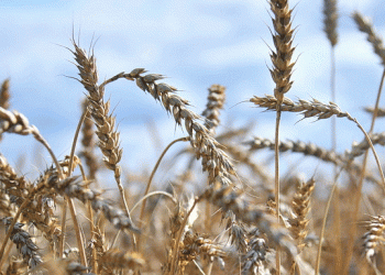 Baranovichi District Hits 100,000-Ton Grain Milestone: What’s Driving Belarus’ Record Yields?