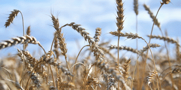 Baranovichi District Hits 100,000-Ton Grain Milestone: What’s Driving Belarus’ Record Yields?