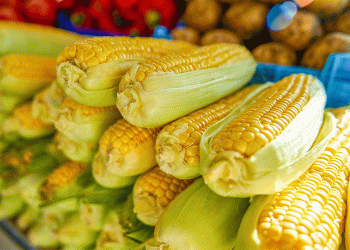 Sweet Corn Season Hits Moscow: A Nutritious Boom for Farmers and Consumers Alike