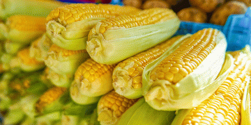Sweet Corn Season Hits Moscow: A Nutritious Boom for Farmers and Consumers Alike