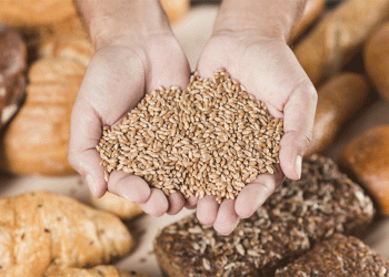 Record-Breaking Wheat Harvest in Stavropol: 8.2 Million Tons Sets New Benchmark