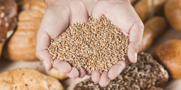 Record-Breaking Wheat Harvest in Stavropol: 8.2 Million Tons Sets New Benchmark