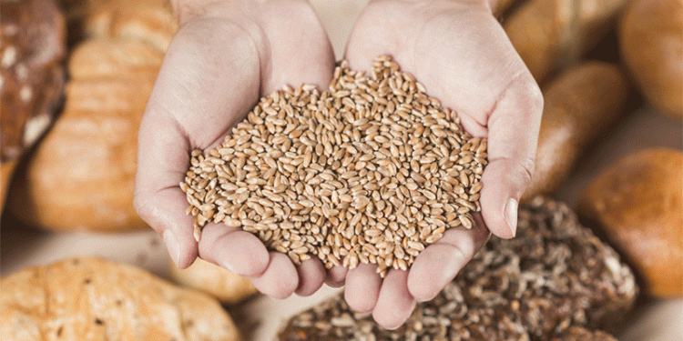 Record-Breaking Wheat Harvest in Stavropol: 8.2 Million Tons Sets New Benchmark