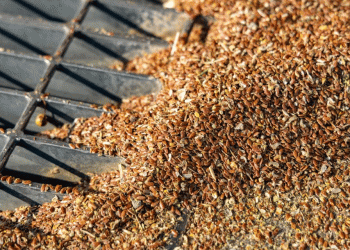 The Organic Paradox: Why Russia’s Altai Farmers Are Abandoning Chemical-Free Farming Despite Growing Global Demand