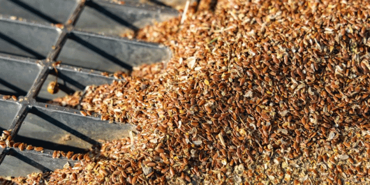 The Organic Paradox: Why Russia’s Altai Farmers Are Abandoning Chemical-Free Farming Despite Growing Global Demand