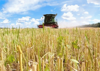 Harvesting Gold at 48°N: How Beihongxing Farm’s Organic Wheat Thrives in China’s Northern Frontier