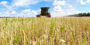 Harvesting Gold at 48°N: How Beihongxing Farm’s Organic Wheat Thrives in China’s Northern Frontier