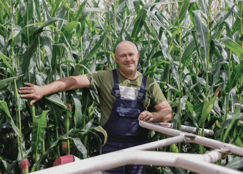 Brest Region’s Digital Corn Revolution: How 30,000 Extra Hectares and Data-Driven Harvesting Are Boosting Milk Yields