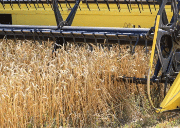 Port Crisis: How Russia’s Grain Export Collapse is Reshaping Terminal Economics