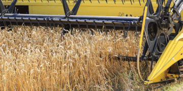 Port Crisis: How Russia’s Grain Export Collapse is Reshaping Terminal Economics