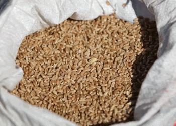 Kurgan’s Grain on the Global Stage: A Blueprint for Niche Export Success
