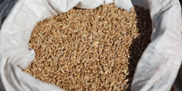 Kurgan’s Grain on the Global Stage: A Blueprint for Niche Export Success