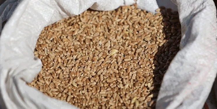 Kurgan’s Grain on the Global Stage: A Blueprint for Niche Export Success