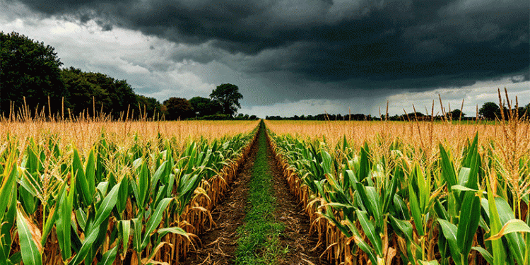 Corn Under Scrutiny: Kaluga Region Launches Major Pest Control Operation