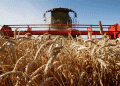 Drought, Resilience, and Trade: Kuban’s Grain Export Surge Defies Production Challenges
