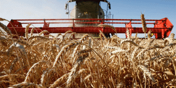Drought, Resilience, and Trade: Kuban’s Grain Export Surge Defies Production Challenges