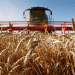 Drought, Resilience, and Trade: Kuban’s Grain Export Surge Defies Production Challenges