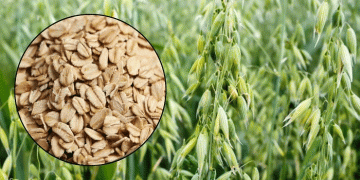 Breakthrough in Oat Cultivation: HAU’s New High-Yield Varieties Promise Better Forage and Higher Profits