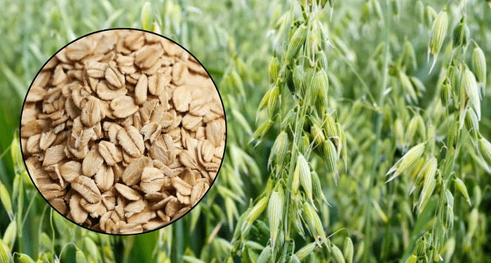 Breakthrough in Oat Cultivation: HAU’s New High-Yield Varieties Promise Better Forage and Higher Profits