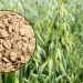 Breakthrough in Oat Cultivation: HAU’s New High-Yield Varieties Promise Better Forage and Higher Profits