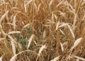 Britain’s ‘Weed-Killing Wheat’: The Next Frontier in Herbicide-Free Farming